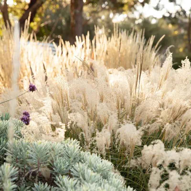 Miscanthus sinensis