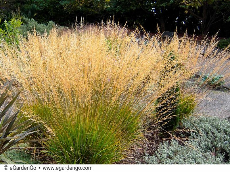 Molinia caerulea