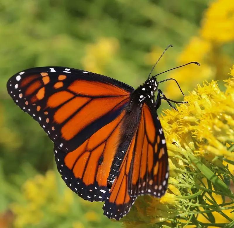 Monarch Butterfly