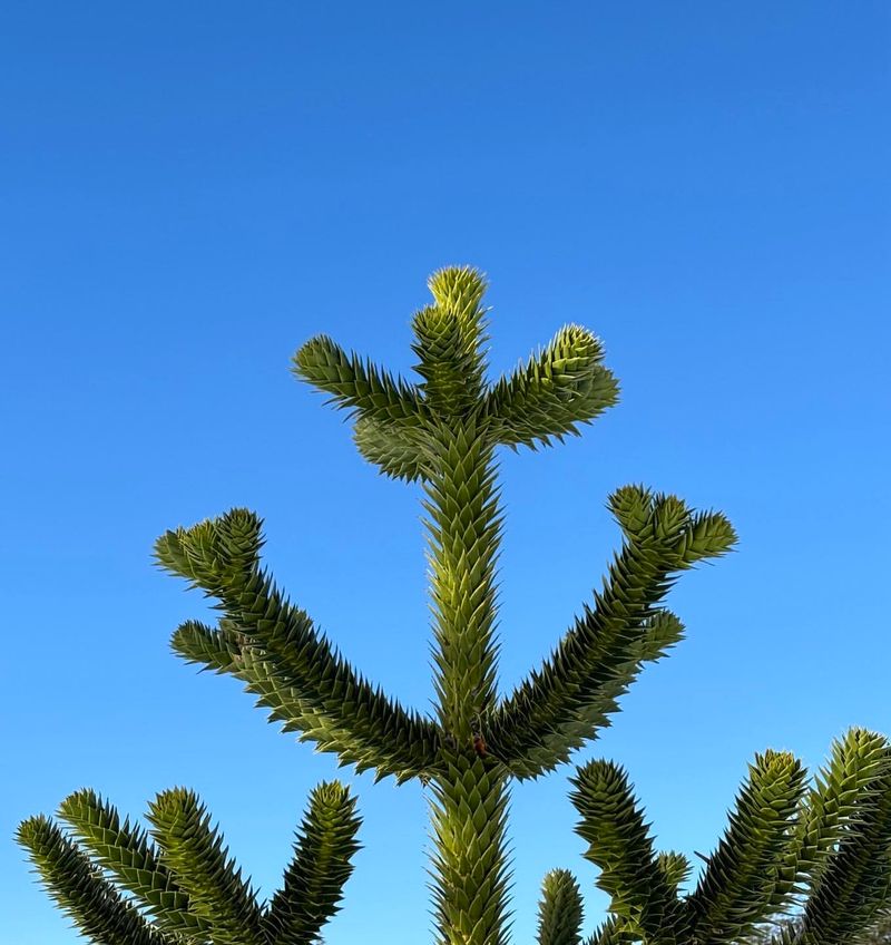 Monkey Puzzle Tree