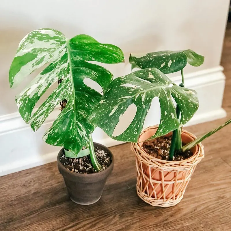 Monstera Albo