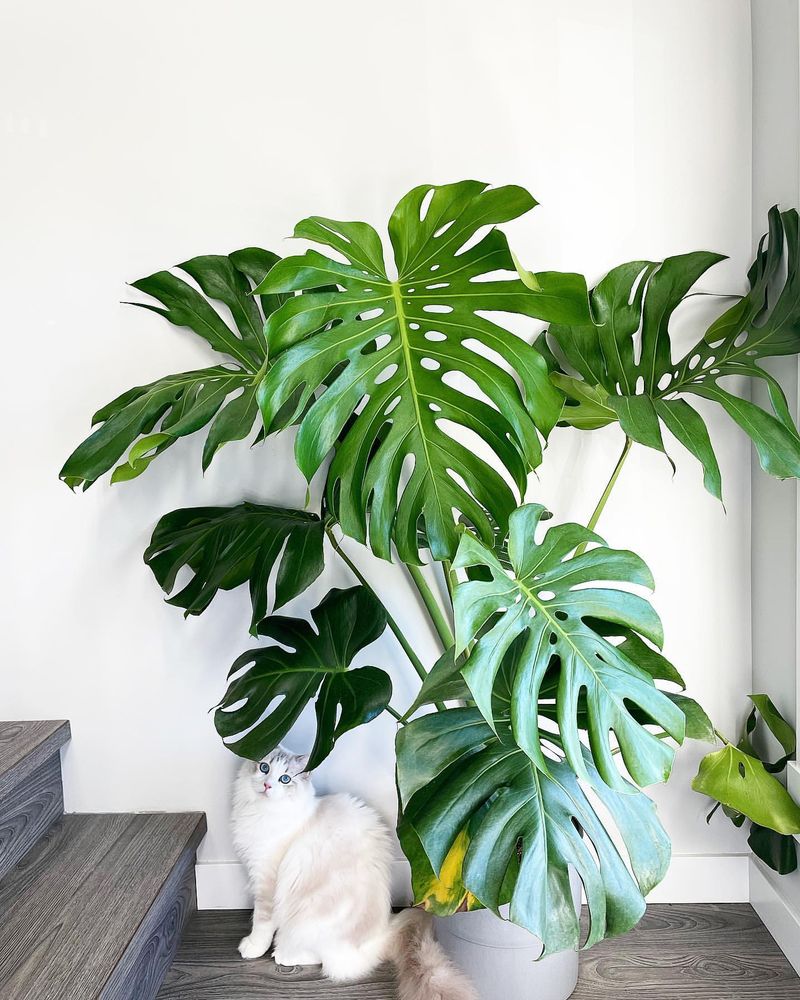 Monstera Deliciosa