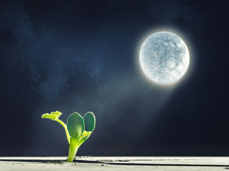 Moon Gardening