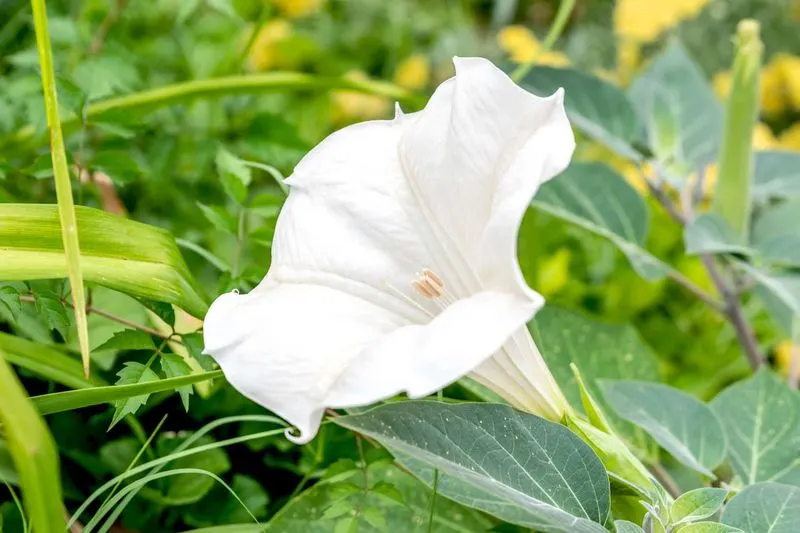 Moonflower