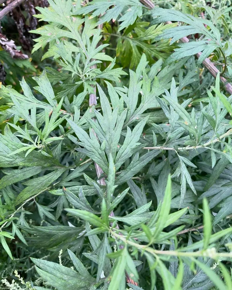 Mugwort