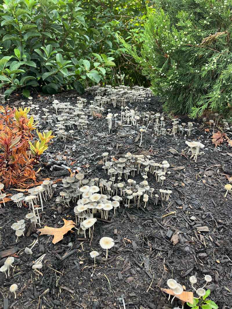 Mulch as a Fungal Friend