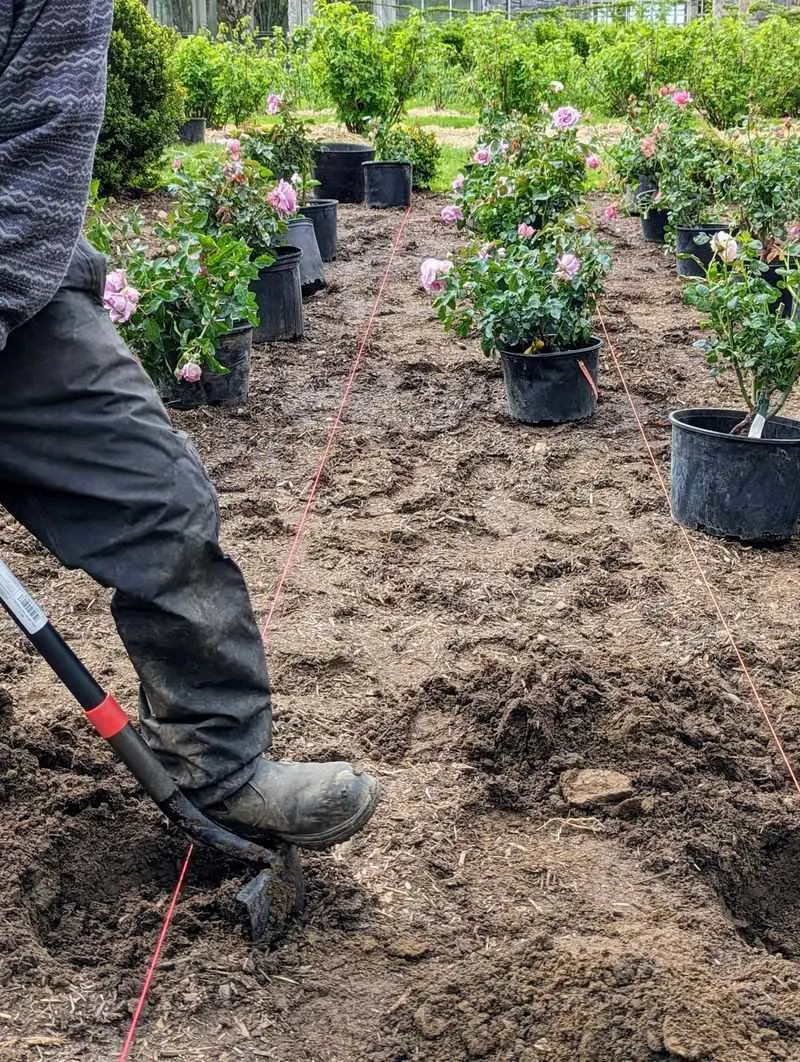 Mulch to Retain Moisture