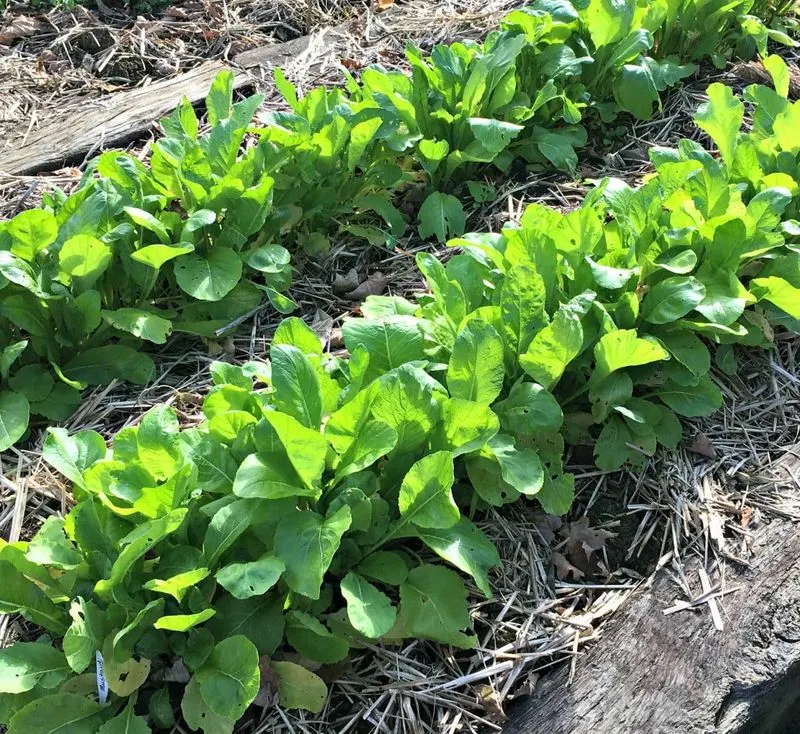 Mustard greens