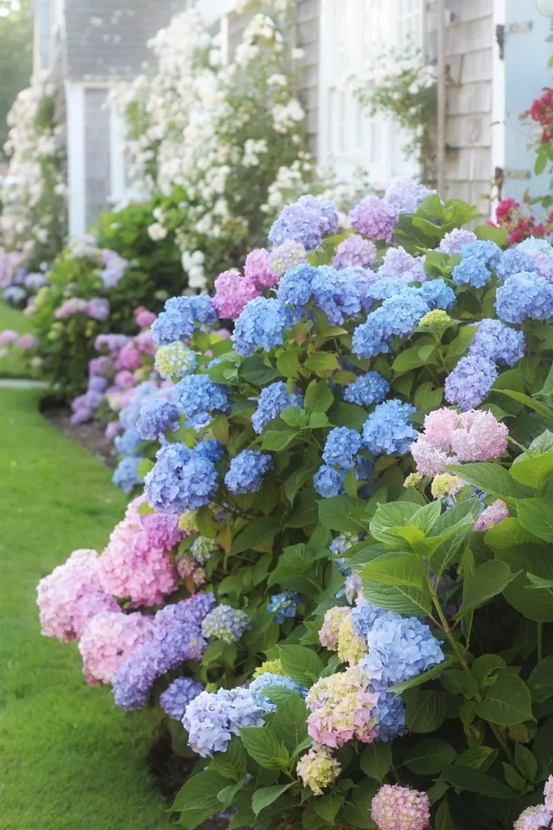 Myth 1: Hydrangeas Require Constant Full Sun