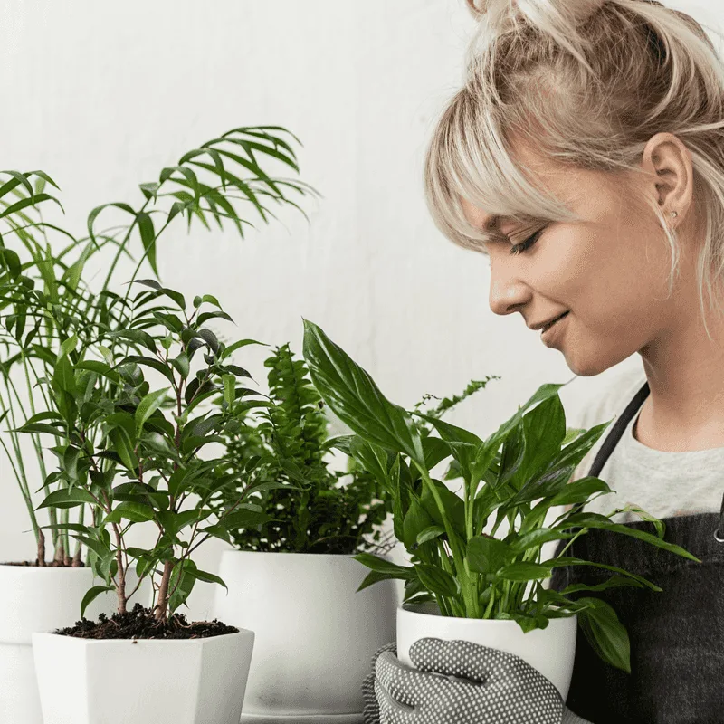 Myth 1: Talking to Plants Helps Them Grow