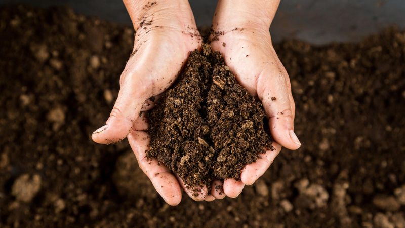 Myth 10: Peat Moss is Essential for All Gardens