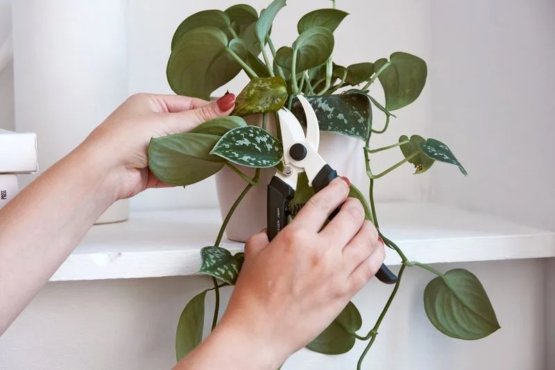 Myth 11: Houseplants Attract Pest Infestations