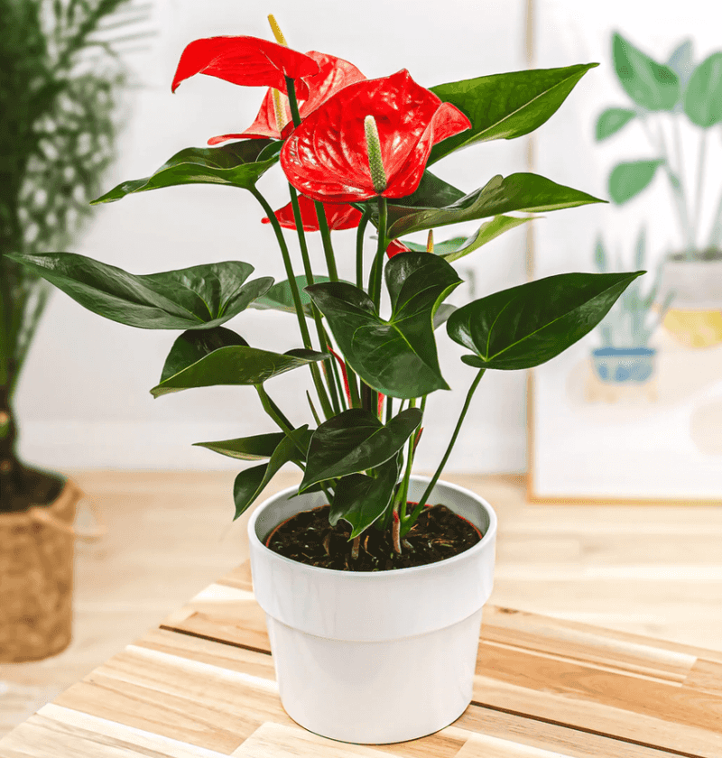 Myth 12: All Indoor Plants Are Safe for Pets