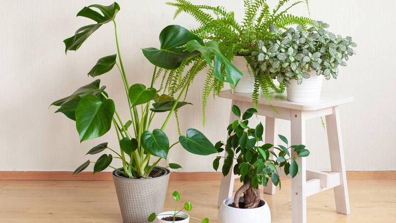 Myth 3: All Plants Purify Air