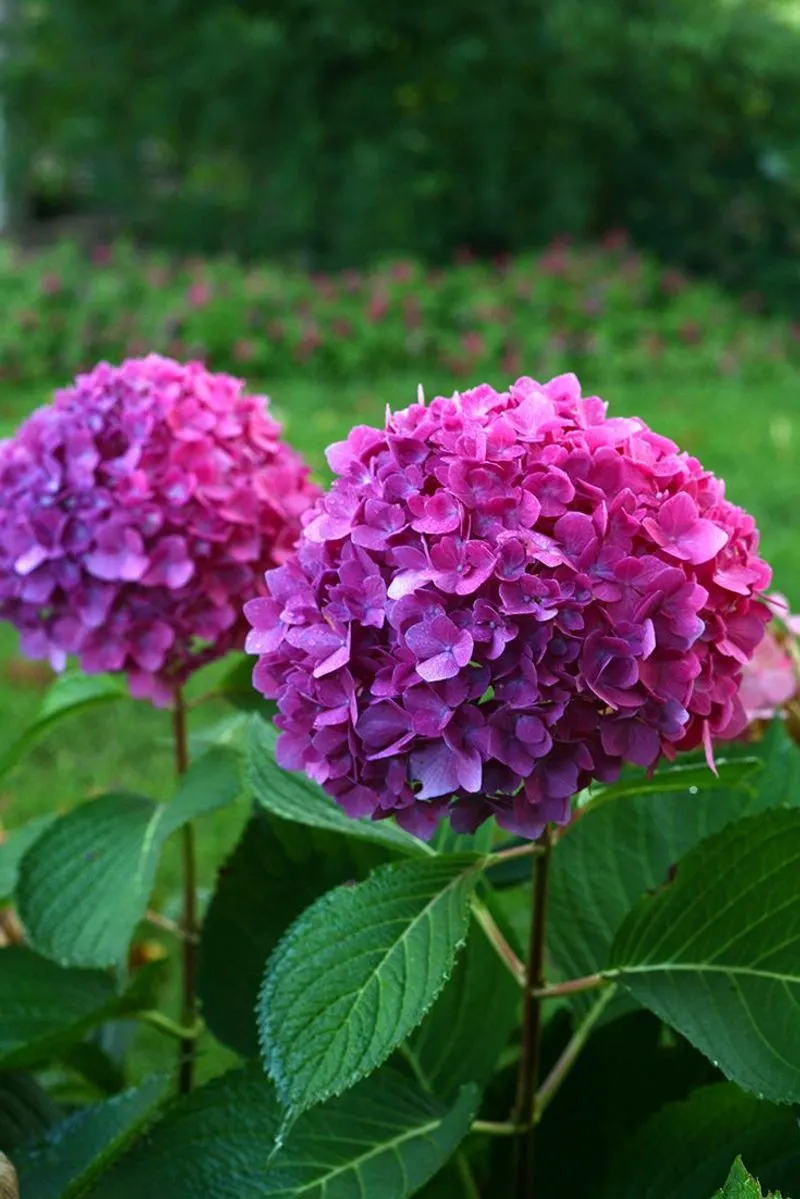 Myth 3: Hydrangeas Don't Need Pruning