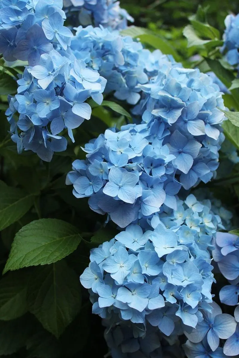 Myth 4: Hydrangeas Are Only Decorative