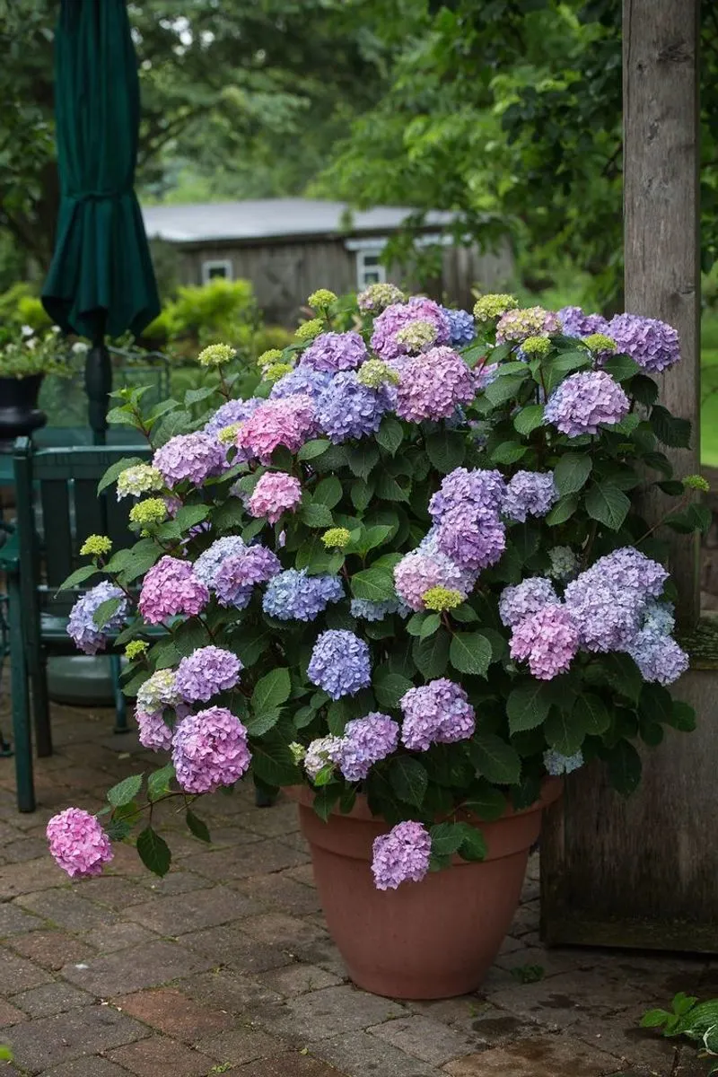 Myth 5: Hydrangeas Are High Maintenance