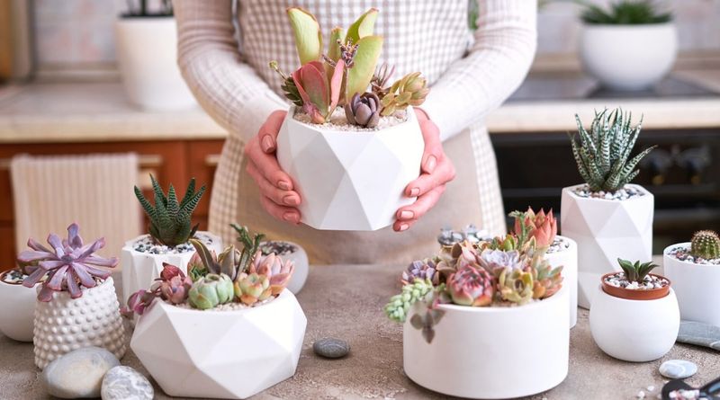 Myth 6: Cacti and Succulents Need Little Water