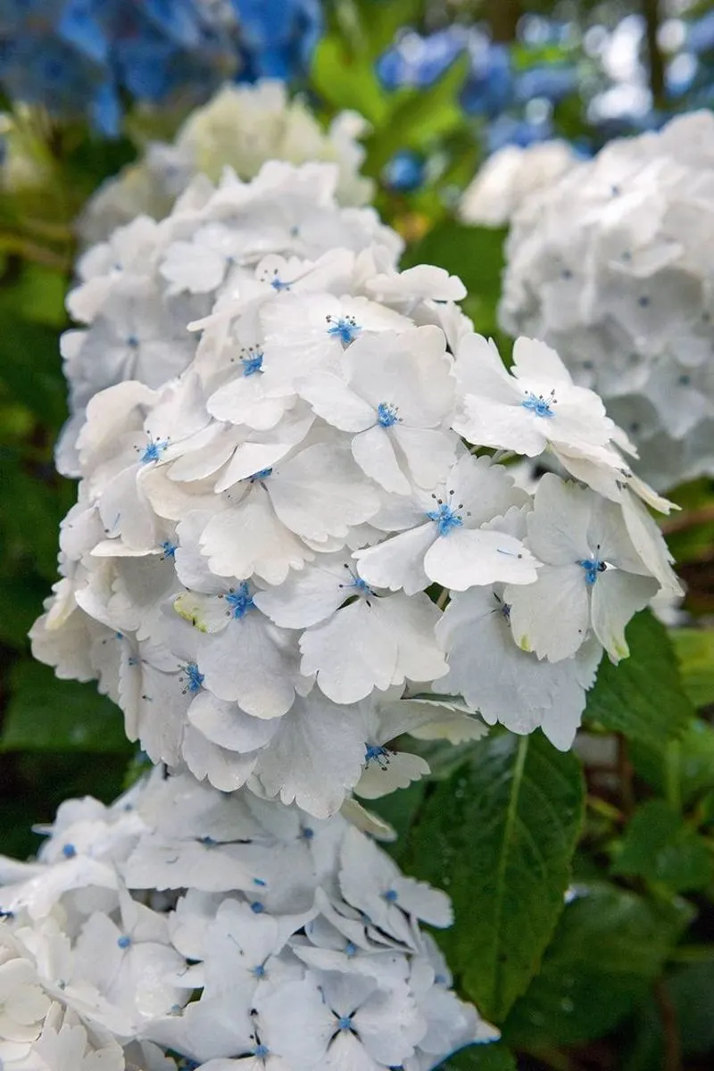 Myth 6: Hydrangeas Can't Survive Cold Winters