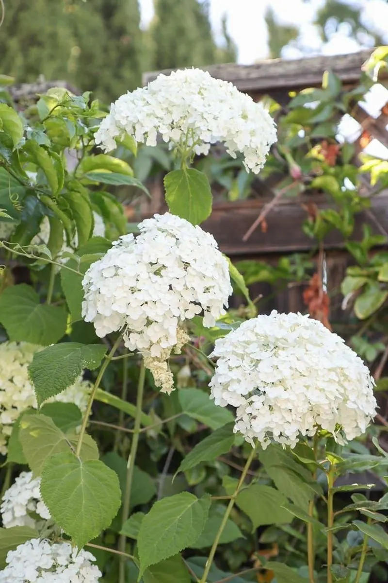 Myth 7: Hydrangeas Are Always Pink or Blue