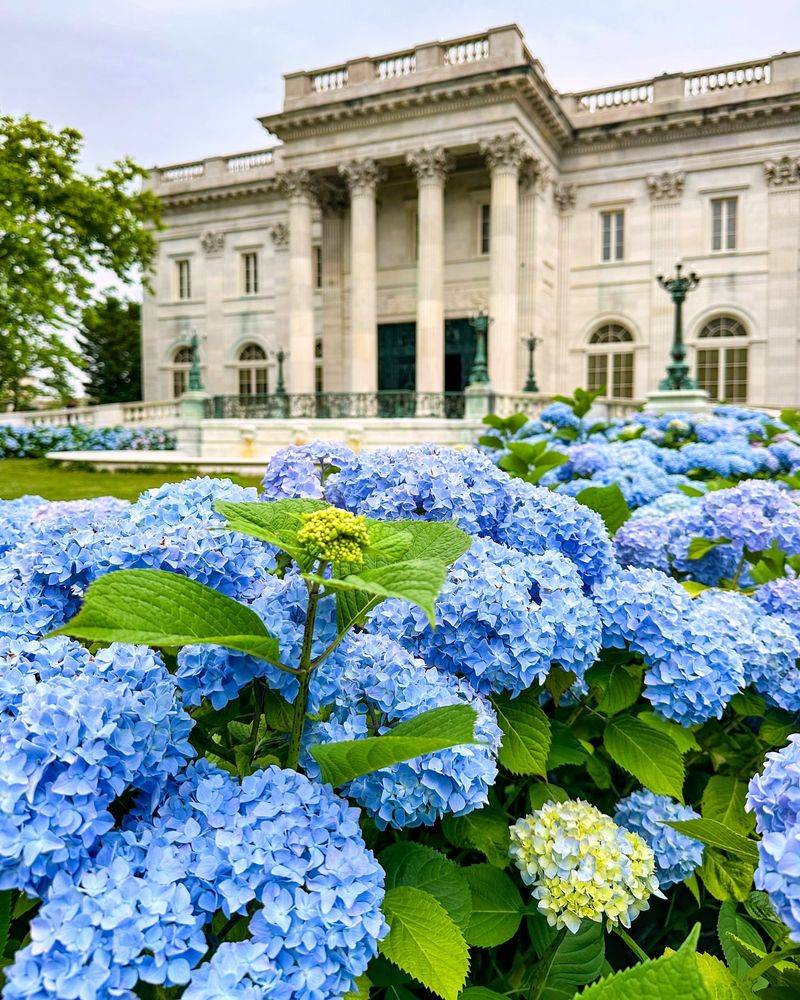 Myth 8: All Hydrangeas Rebloom