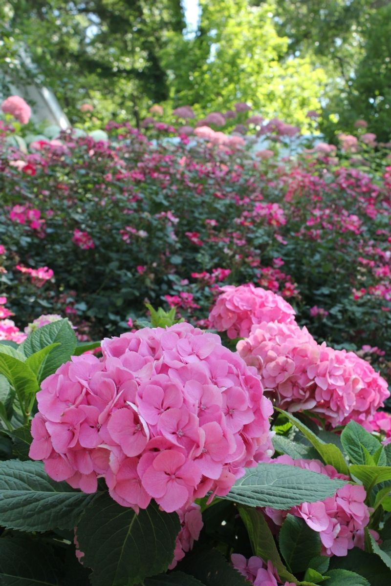 Myth 9: Hydrangeas Are Pest-Free