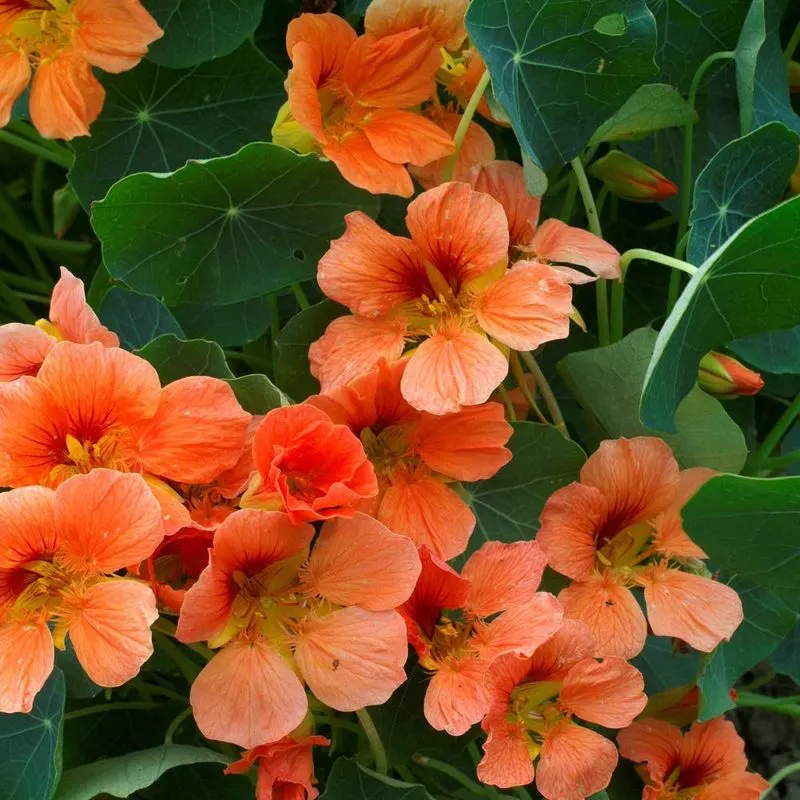 Nasturtium