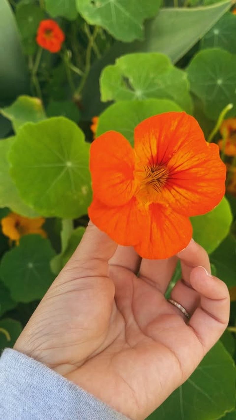 Nasturtium