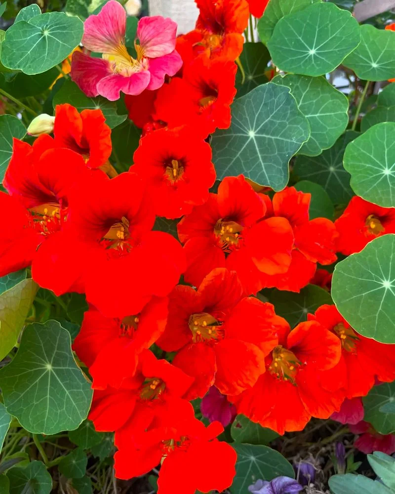 Nasturtiums