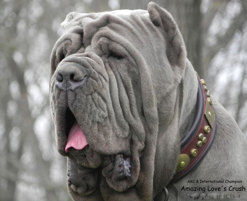 Neapolitan Mastiff