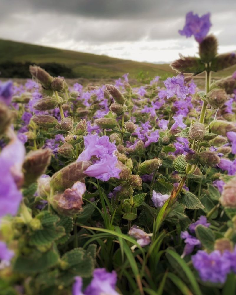 Neelakurinji (Strobilanthes kunthiana)