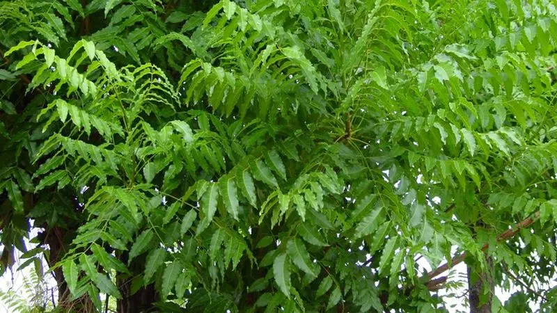 Neem