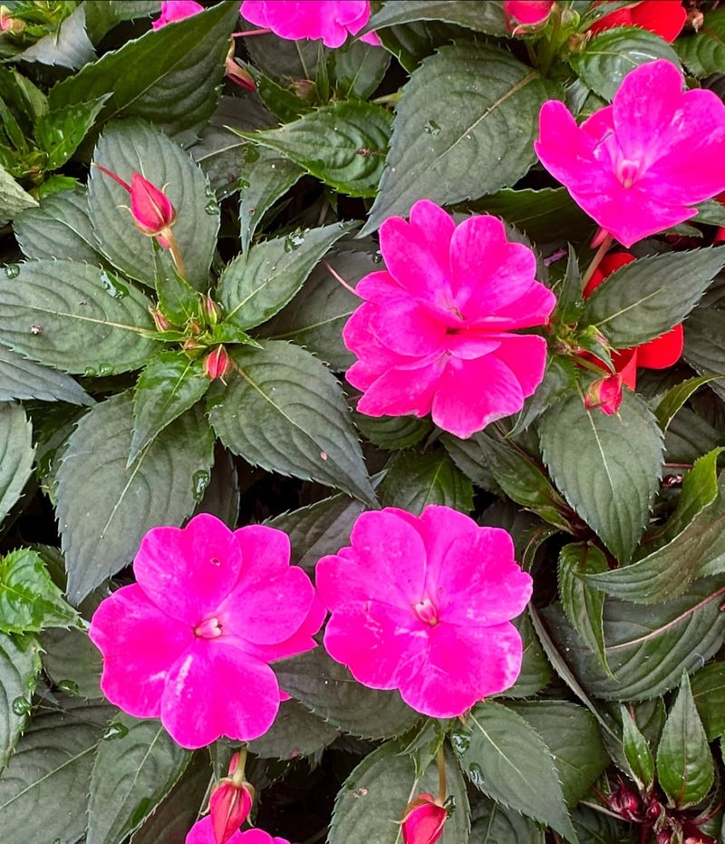 New Guinea Impatiens