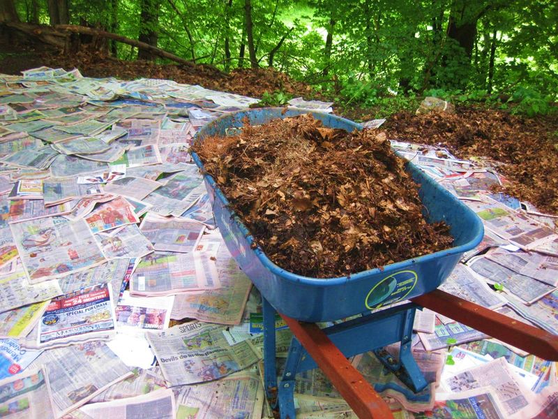 Newspaper Mulch for Weed Suppression