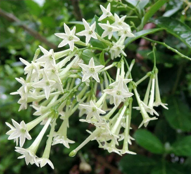 Night-Blooming Jasmine