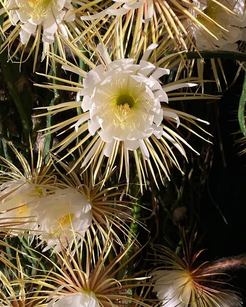 Night-blooming Cereus (Selenicereus grandiflorus)