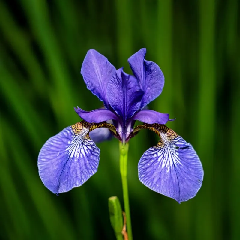 Northern Blue Flag