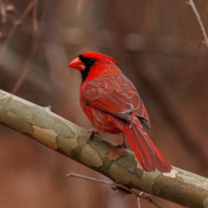 Northern Cardinal