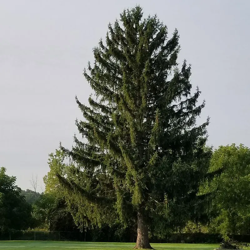 Norway Spruce