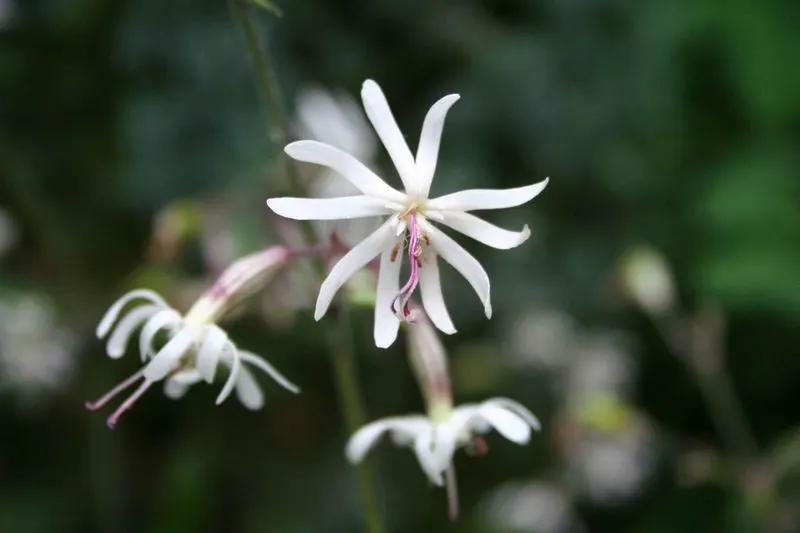 Nottingham Catchfly