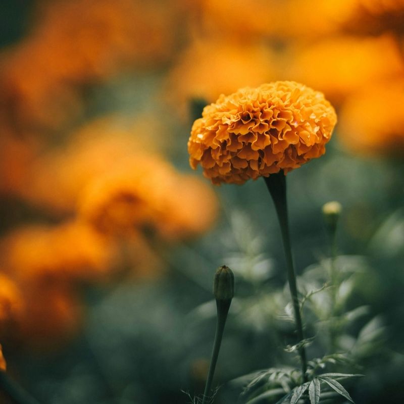 October - Marigold