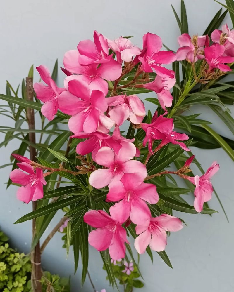 Oleander