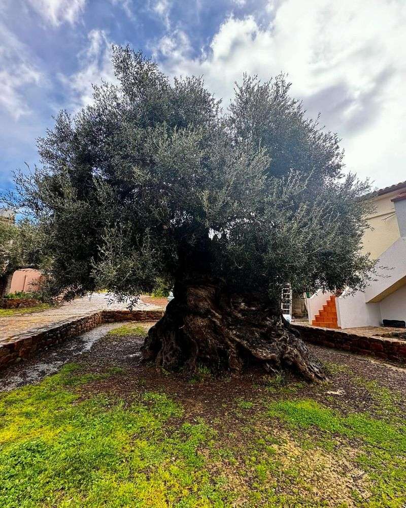 Olive Tree of Vouves