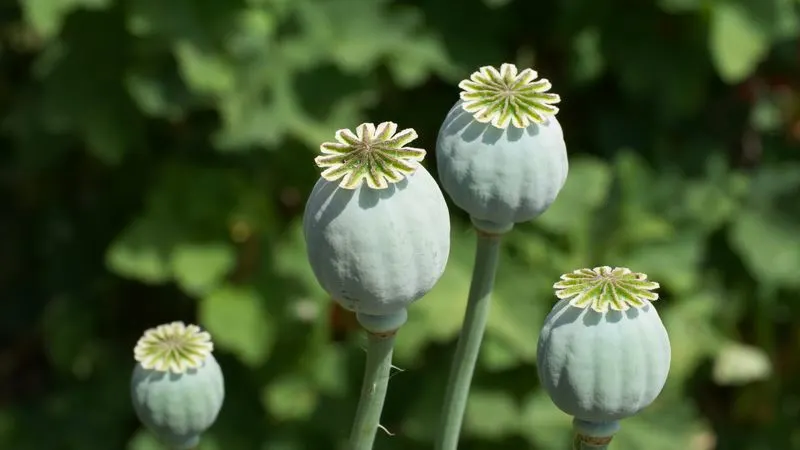 Opium Poppy