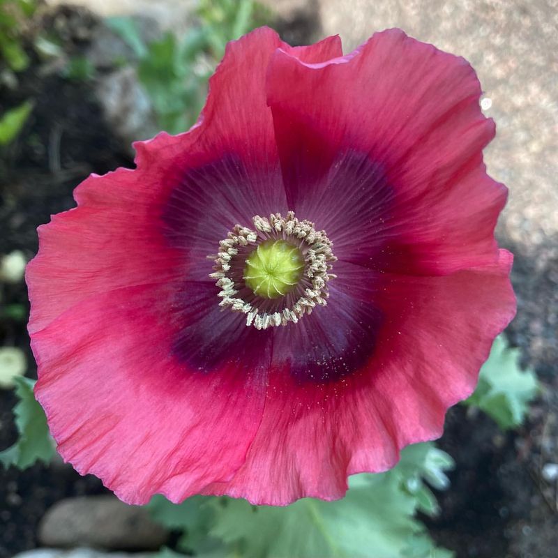 Opium Poppy