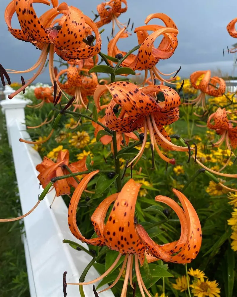 Orange Tiger Lily