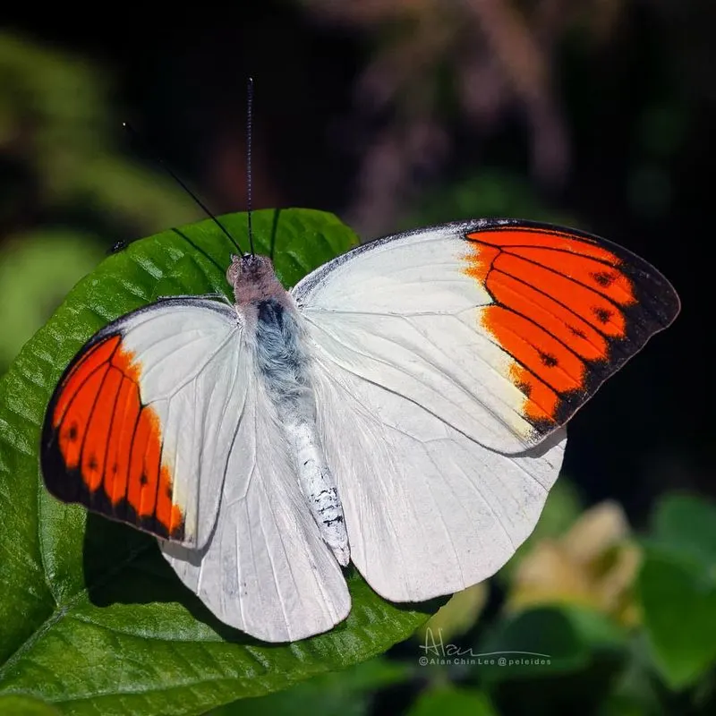 Orange Tip