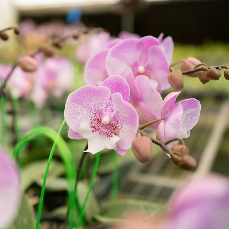 Orchid