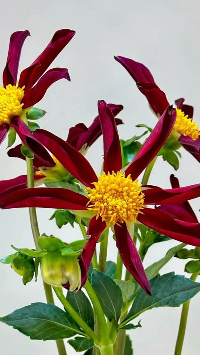 Top 10 Types of Dahlias Every Gardener Should Grow