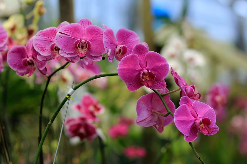 Orchids